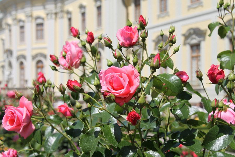 Leuchtend pinke Rosenblüten im Vordergrund, dahinter das barocke Schloss Ludwigsburg.